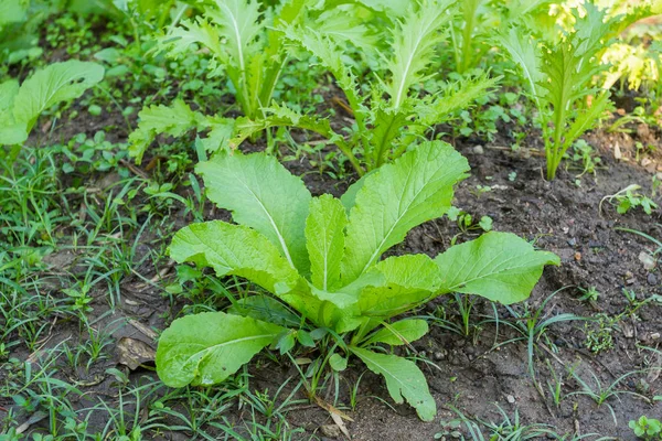 農場で育つ新鮮な有機野菜 — ストック写真