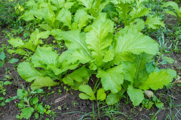 農場で育つ新鮮な有機野菜 — ストック写真