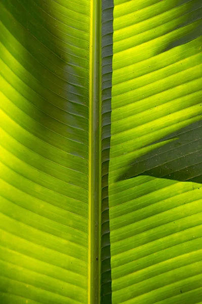 Milieu de la feuille de palmier — Photo