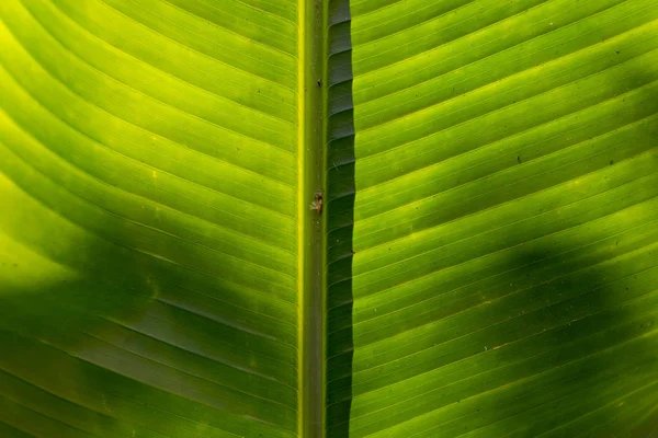 Milieu de la feuille de palmier — Photo
