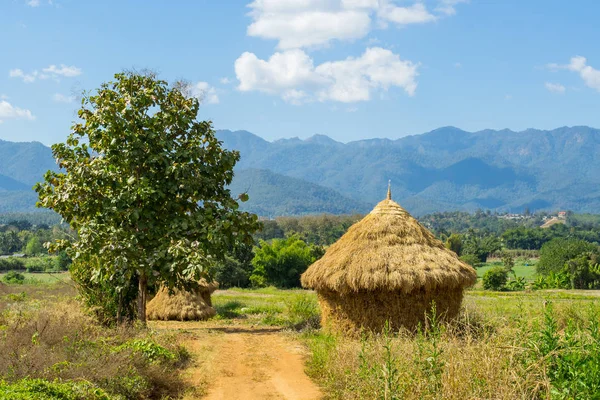 Harvesting of straw looks like a cottage — Stock Photo, Image