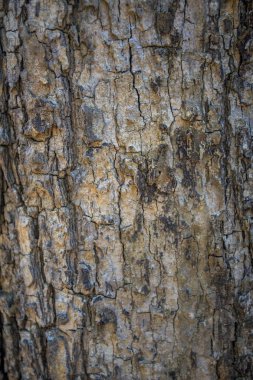 Ağaç kabuğu arka planla