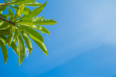 Mavi gökyüzü ile yeşil git