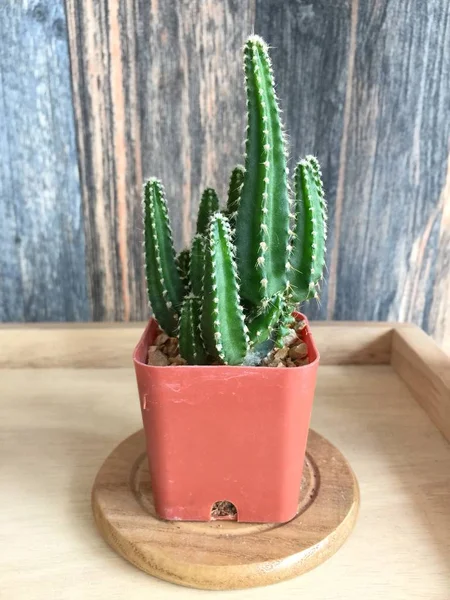 Liten kaktus i kruka på hyllan — Stockfoto