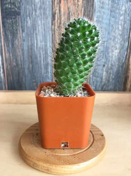 Pequeño cactus en maceta en estante —  Fotos de Stock