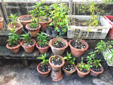 Saksı sebze ve otlar ile 