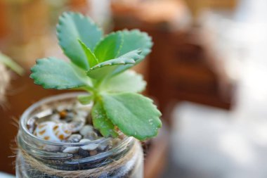 Dekorasyon Cam tencerede için deniz kabuğu ile küçük ağaç