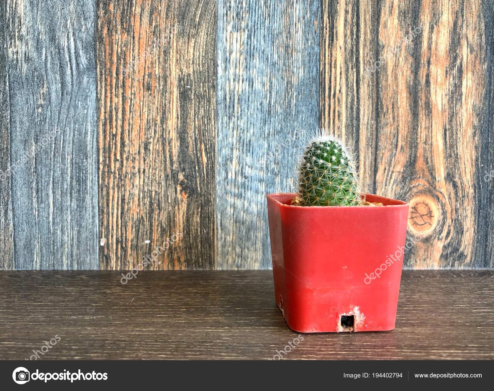 Small Cactus Pot Shelf Home Decoration Stock Photo C Ztudiototo