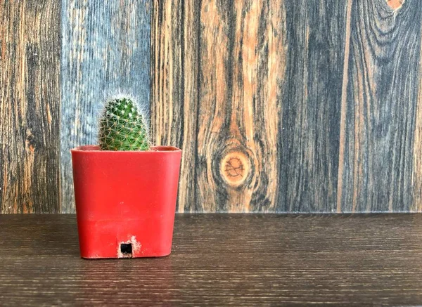 Mały Kaktus Doniczce Półkę Dekoracji Wnętrz — Zdjęcie stockowe