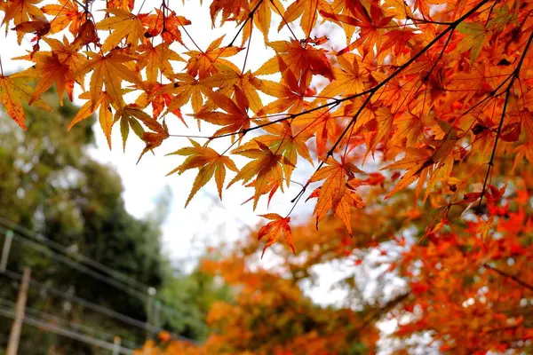 Maple Leafs Van Onderaf Japan — Stockfoto