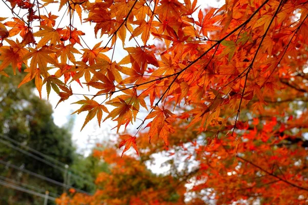 Maple leafs from below in Japan