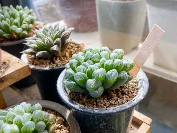 Many Small Cactus Pot Sale — Stock Photo, Image