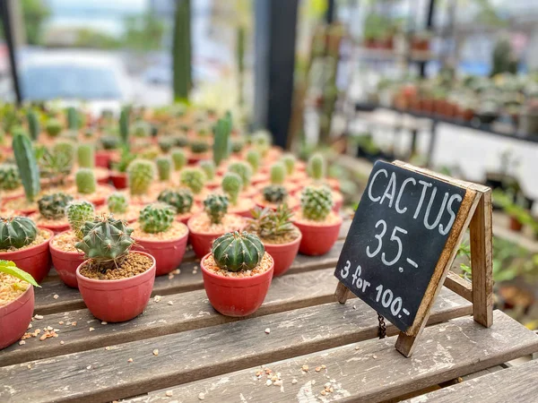 Wiele Małych Kaktusów Garnku Ceną Sprzedaż — Zdjęcie stockowe