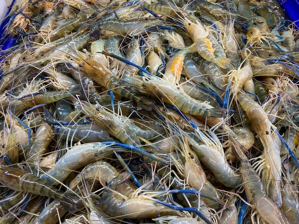 Frische Flusskrebse Auf Dem Markt Zum Verkauf — Stockfoto