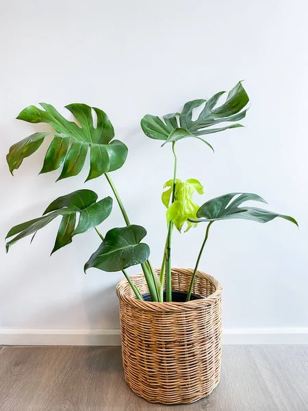 Monstera Träd Kruka Står Ett Trägolv — Stockfoto