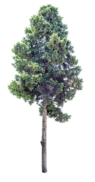 Oude cypress boom geïsoleerd — Stockfoto