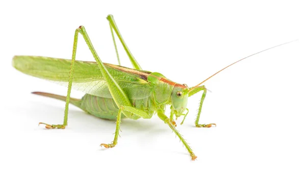 Gran saltamontes verde aislado —  Fotos de Stock