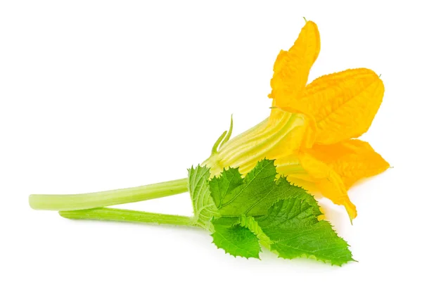 सफेद पर अलग zucchini के पत्ते के साथ फूल — स्टॉक फ़ोटो, इमेज