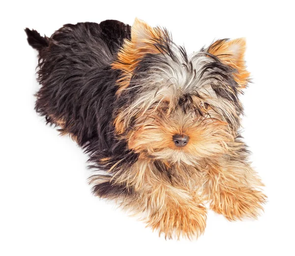 Fluffy Yorkshire terrier puppy isolated — Stock Photo, Image