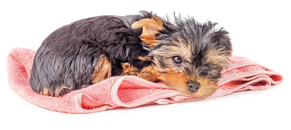 Triste cucciolo terrier Yorkshire su tappeto rosa isolato — Foto Stock