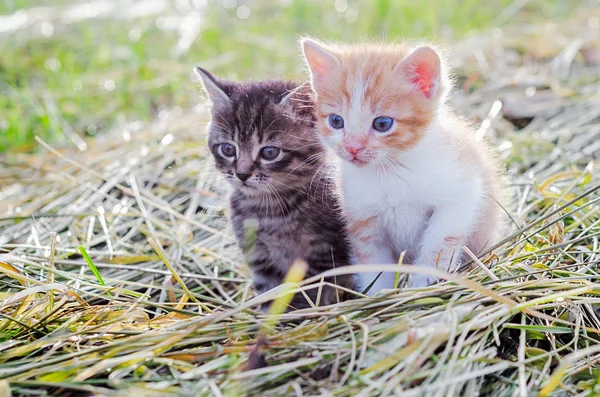 Red and gray kittens — Stock Photo, Image