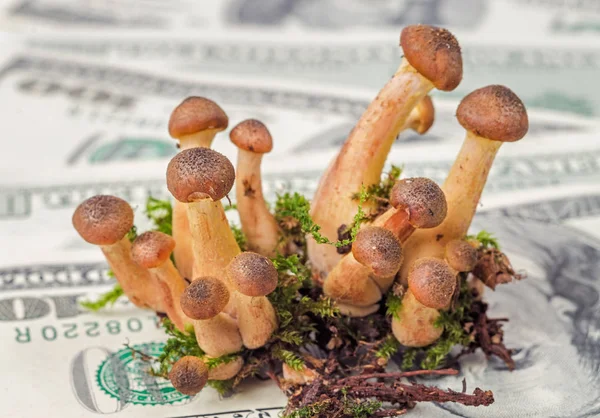 Funghi su sfondo denaro — Foto Stock