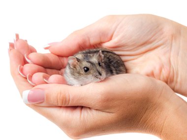 Çungar hamster üzerinde beyaz izole kadının elinde