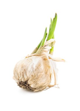 İzole filizlenmiş sarımsak ampul