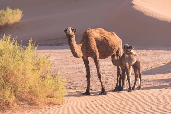 Camellos Desierto Del Sahara Hermosa Fauna Cerca Oasis Camellos Caminando —  Fotos de Stock