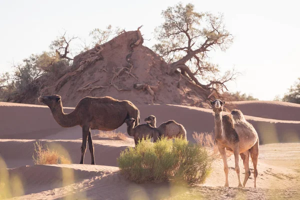 Camellos Desierto Del Sahara Hermosa Fauna Cerca Oasis Camellos Caminando — Foto de Stock