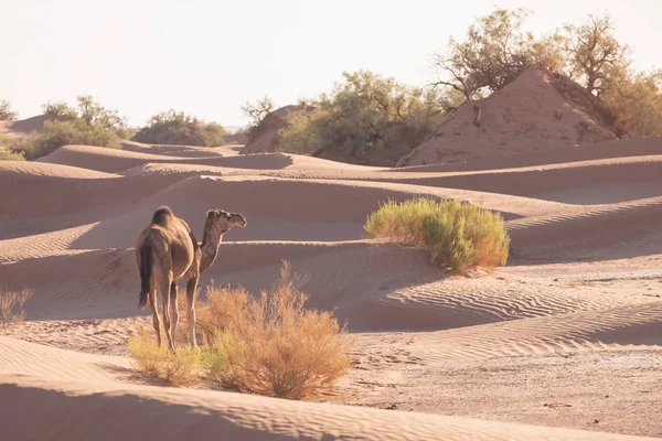 Camello Desierto Atardecer Cerca Merzouga Marruecos África Concepto Viaje Descubrimiento —  Fotos de Stock