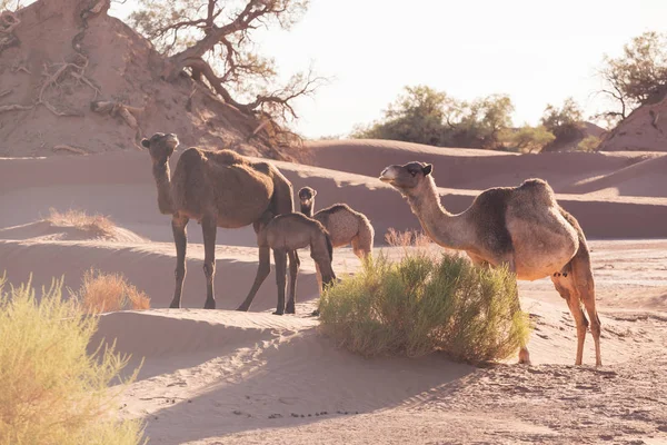Верблюды Пустыне Сахара Красивая Дикая Природа Возле Оазиса Верблюды Идут — стоковое фото