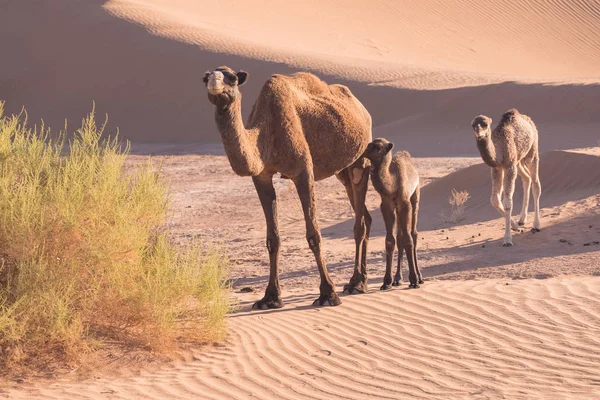 Camellos Desierto Del Sahara Hermosa Fauna Cerca Oasis Camellos Caminando —  Fotos de Stock