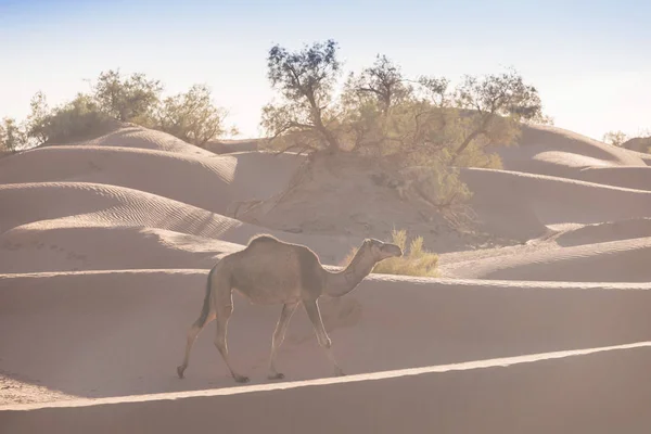 Camello Desierto Atardecer Cerca Merzouga Marruecos África Concepto Viaje Descubrimiento — Foto de Stock