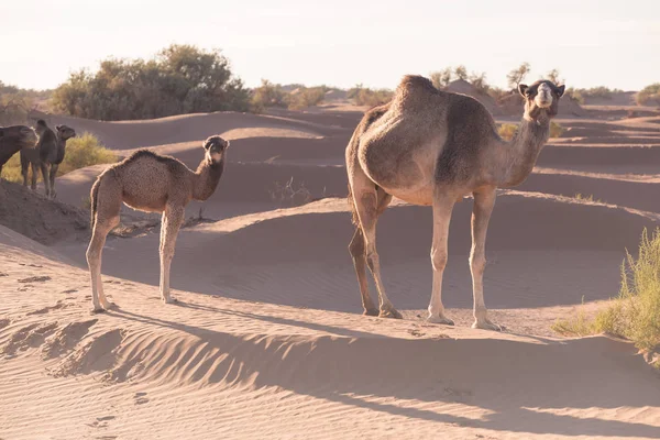 Camellos Desierto Del Sahara Hermosa Fauna Cerca Oasis Camellos Caminando —  Fotos de Stock