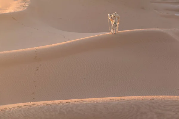 Sahara Marokko Januari 2020 Bedoeïenen Kamelen Weg Door Zandduinen Prachtige — Stockfoto