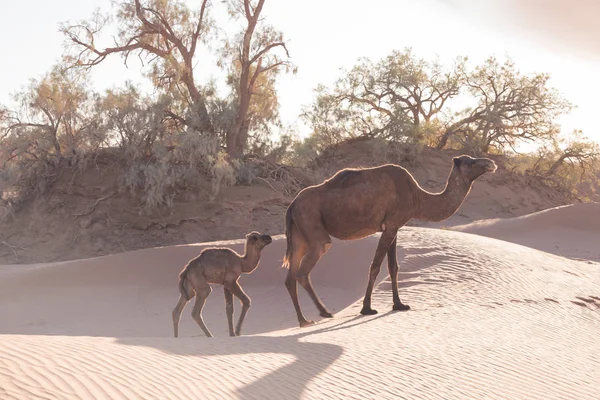 Sahra Çölü Nde Develer Vaha Yakınlarındaki Güzel Vahşi Yaşam Develer — Stok fotoğraf