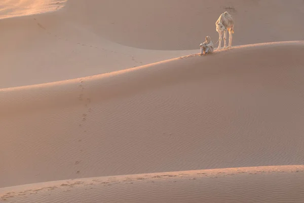 Sahara Marokko Januari 2020 Bedoeïenen Kamelen Weg Door Zandduinen Prachtige — Stockfoto