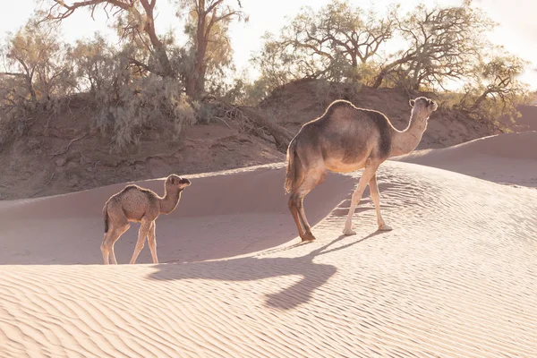 Camellos Desierto Del Sahara Hermosa Fauna Cerca Oasis Camellos Caminando — Foto de Stock