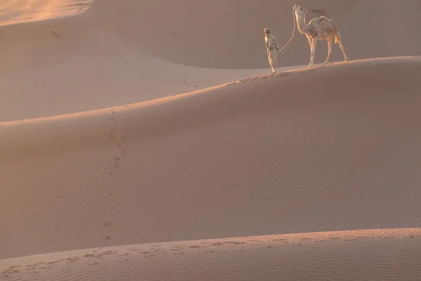 Sahara Morocco January 2020 Bedouin Camel Way Sand Dunes Beautiful — 스톡 사진