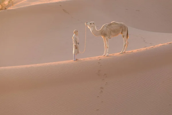 Sahara Maroko Styczeń 2020 Beduin Wielbłąd Drodze Przez Wydmy Piękny — Zdjęcie stockowe