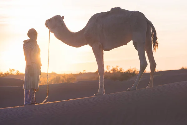 Sahara Marruecos Enero 2020 Beduino Camello Camino Través Dunas Arena — Foto de Stock