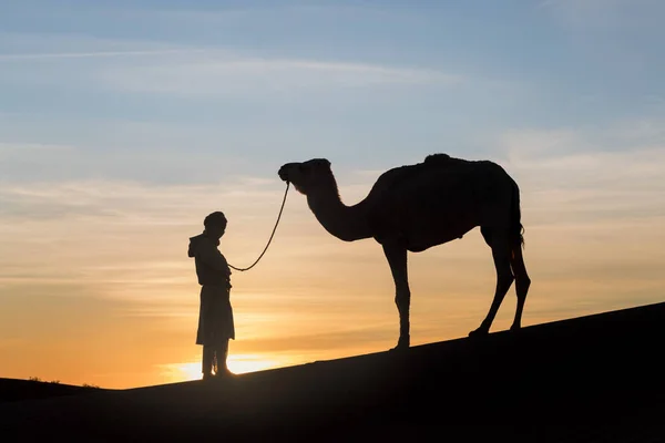 Sahara Morocco Janeiro 2020 Beduíno Camelo Caminho Através Dunas Areia — Fotografia de Stock