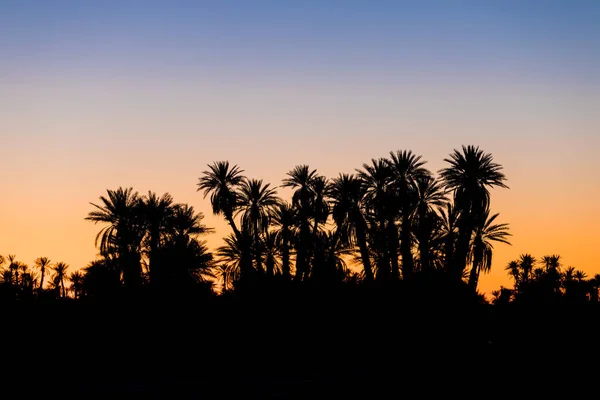 Silhouette Coconut Palm Trees Beach Sunset Vintage Tone Landscape Palms — Stock Photo, Image