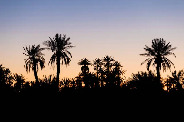 Silhouette Coconut Palm Trees Beach Sunset Vintage Tone Landscape Palms — Stock Photo, Image