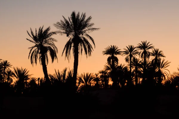 Silhouette Coconut Palm Trees Beach Sunset Vintage Tone Landscape Palms — Stock Photo, Image