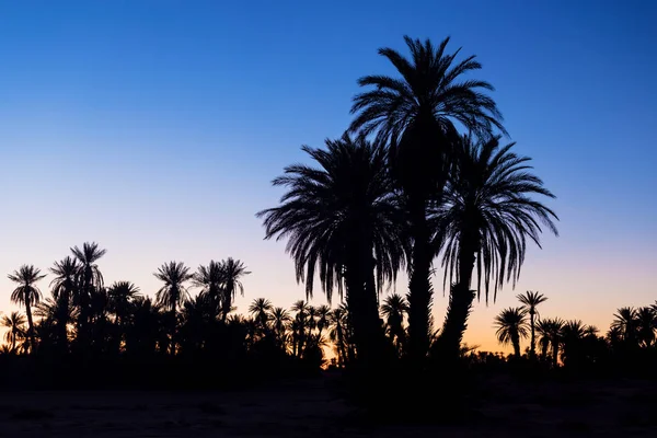 Silhouette Coconut Palm Trees Beach Sunset Vintage Tone Landscape Palms — Stock Photo, Image