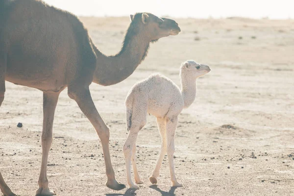 Mor Och Barn Kamel Sahara Öknen Vackert Djurliv Nära Oas — Stockfoto
