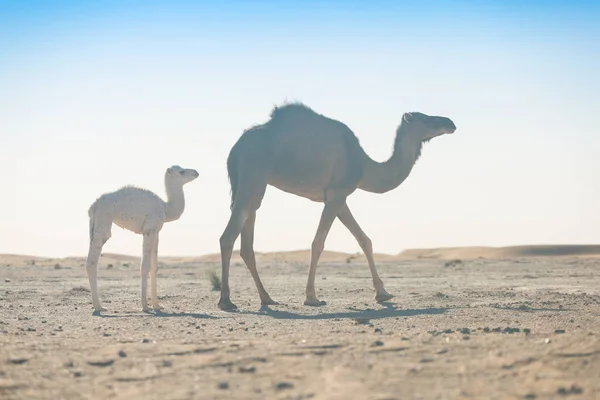 Mãe Bebê Camelo Deserto Saara Bela Vida Selvagem Perto Oásis — Fotografia de Stock