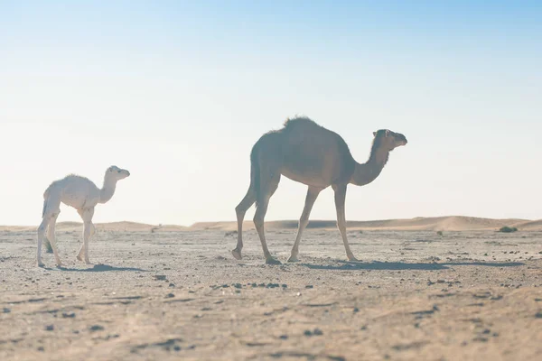 Mother Baby Camel Sahara Desert Beautiful Wildlife Oasis Camels Walking — 스톡 사진